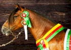 Expo Erechim 2023 sediará a 12ª Exposição Morfológica de Cavalo Crioulo e 1ª Mostra Regional Quarto de Milha e Paint Horse