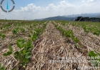 Soja atinge 25% área projetada para safra de verão no RS