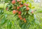 Emater Machadinho convida para evento regional sobre fruticultura