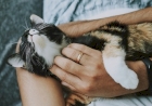 Ondas de calor no Sul redobram preocupação com pets durante viagens de fim de ano