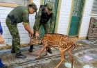 3° Batalhão Ambiental da Brigada resgata um cervídeo chital (Axis axis) em Passo Fundo