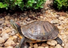 BABM resgata Tartataruga-de-orelha-vermelha em Erechim
