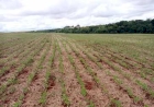 Semeadura da soja chega a 84% no Rio Grande do Sul