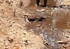 Vigilância Ambiental em Saúde realiza segunda aplicação de BTI para controle do mosquito borrachudo