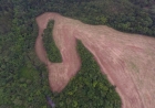 Batalhão Ambiental encontra área desmatada em Barão de Cotegipe