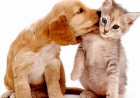 Verão aumenta ocorrência de parasitas em pets; saiba como prevenir e identificar
