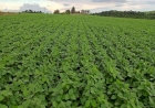 Plantio da soja está praticamente concluído no RS