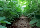 Desenvolvimento da soja no RS é favorecido pelo clima