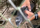 Batalhão Ambiental flagra pássaros silvestres mantidos em cativeiro