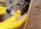3º Batalhão Ambiental da Brigada Militar resgata cão vítima de maus-tratos em Sananduva