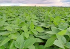 Encerrado o plantio da soja e reta final para o plantio do milho no RS