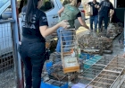 Polícia Civil apreende pássaros de espécie ameaçada de extinção