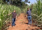Emater Machadinho verifica campo experimental de cana-de-açúcar