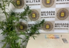 Dois homens são presos pela BM por tráfico de drogas! Na residência havia um pé de maconha medindo 2,20m!