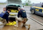 PRF prende dois traficantes e apreende quase 150 quilos de maconha