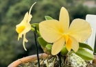 Exposição de orquídeas será neste final de semana na URI