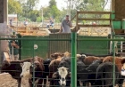 Feira de Terneiros, Terneiras e Vaquilhonas e Remate de Gado Geral de Machadinho Tem Nova Data