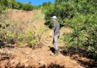 Produtores de citros enfrentam dificuldades e contabilizam prejuízos na Serra