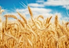 Área cultivada de trigo tem redução de 12,84% em relação à safra anterior