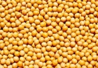 Conab prevê safra de 299,27 milhões de toneladas de grãos no país e de 37,1 milhões de toneladas no RS