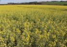 Canola apresenta desenvolvimento satisfatório no RS