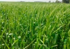 Inicia florescimento do trigo no RS