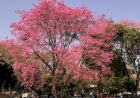 Explosão de cores na URI Erechim