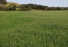 Produtividade do trigo permanece favorável apesar de intercorrência climática