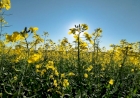 Canola está com desenvolvimento satisfatório e embeleza paisagem agrícola