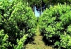 Sicredi assina acordo com governo do Rio Grande do Sul para fomentar cultivo de erva-mate no Estado