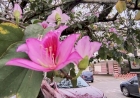 Primavera chega domingo na companhia de La Niña
