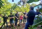 Cultura da banana é debatida em Dia de Campo em Marcelino Ramos