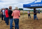 Dia de Campo avalia resultados com 24 variedades de cultivares de cereais de inverno