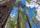 Dia Nacional da Silvicultura: importância para a economia e sustentabilidade