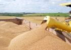 Produção de grãos no país pode chegar a 322,4 milhões de toneladas na safra 2024/25, estima Conab