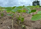 Plantio da soja no RS se aproxima do final