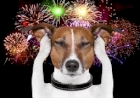 Fogos de Artifício: veterinária do CEUB dá dicas para proteger cães e gatos no Réveillon