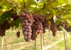 Levantamento da Emater/RS-Ascar indica safra de uva acima do “normal” na Serra Gaúcha