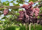 Colheita da uva segue com frutos doces e de ótima qualidade