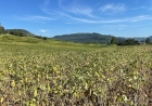 Emater/RS-Ascar acompanha impactos da restrição hídrica e calor nas culturas de verão