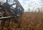 Começa a colheita da soja no Rio Grande do Sul
