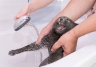 Gato pode tomar banho? Veterinária do CEUB revela segredos da higiene dos felinos domésticos