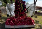 Família Cavalli dá início a colheita da safra de pitaya em Itatiba do Sul