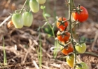 Condições climáticas favoráveis proporcionam boa colheita do tomate