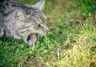 Quando o vômito do seu gato é perigoso? Médica Veterinária do CEUB detalha os riscos