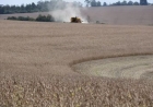 Soja tem 80 por cento lavouras colhidas no RS