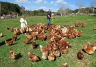 Ovos orgânicos e aves soltas: modelo alternativo avança no Estado
