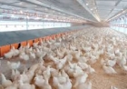 Confirmado no Rio Grande do Sul o primeiro foco de gripe aviária em granja comercial no Brasil