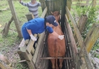 Manejo adequado na bovinocultura de leite para o inverno é foco da Emater/RS-Ascar
