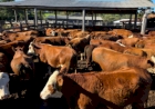Melhoramento genético fortalece a pecuária de corte em Machadinho